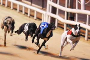 Tham Gia Đua Chó W88 Thắng Lớn Với Hướng Dẫn Chi Tiết