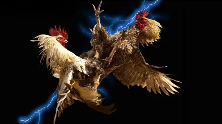 Tham Gia Đá Gà WS168 Tại W88: Bí Quyết Thắng Lớn Hôm Nay 2 Tham Gia Đá Gà WS168 Tại W88: Bí Quyết Thắng Lớn Hôm Nay