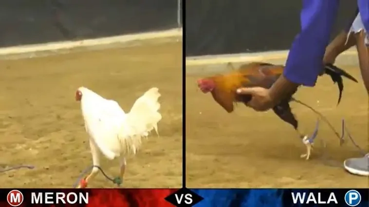 Đá Gà W88 Hấp Dẫn Tham Gia Ngay Hôm Nay Để Trải Nghiệm Thắng Lớn