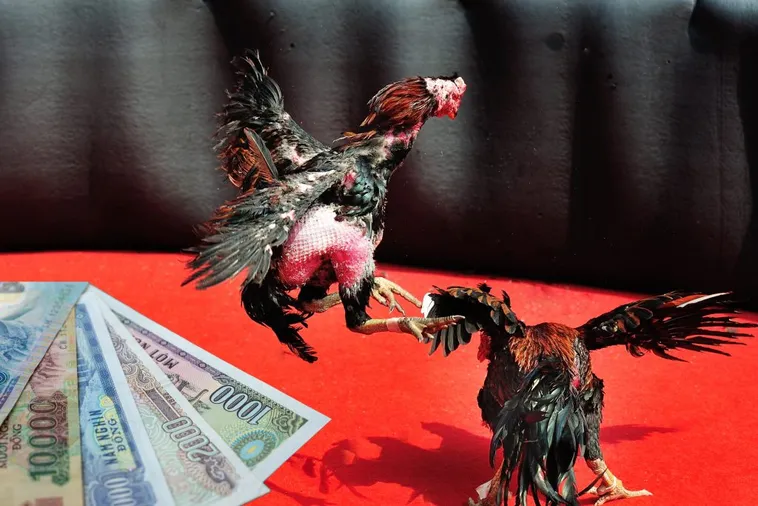 Cách Chơi Đá Gà Sabong W88 Thú Vị Tham Gia Ngay Để Chiến Thắng 2 Cách Chơi Đá Gà Sabong W88 Thú Vị Tham Gia Ngay Để Chiến Thắng